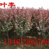 ★紫葉李哪有，1-10公分紫葉李，紫葉李價格，山西紫葉李