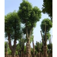 供應(yīng)湖南25公分骨架香樟樹，移栽多桿香樟樹，湖南香樟基地