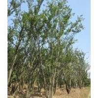 提供25公分30公分樸樹價格 樸樹產地