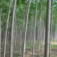 小葉白蠟，金葉白蠟，白蠟小苗