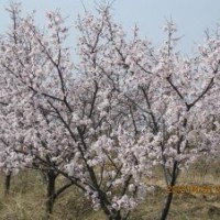 常年供應櫻桃，櫻花，海棠等