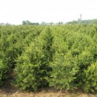 百畝培育，選購(gòu)白皮松，油松的最佳基地