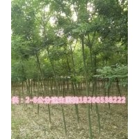 速生國槐小苗價格