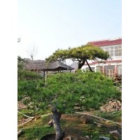 供應(yīng)造型油松 景觀松樹