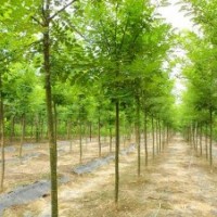 4公分速生國槐價格