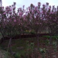 成都蜀誠(chéng)園林供應(yīng)四川高桿櫻花，成都高桿櫻花，四川紅葉櫻花