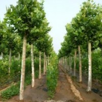 10公分國槐價格