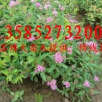 繡線菊價低直銷：紅花繡線菊、金山繡線菊、金焰繡