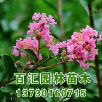 河北白蠟樹(shù)價(jià)格百匯最新市場(chǎng)報(bào)價(jià)