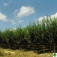 大量供應(yīng):西湖海棠，垂絲海棠，蜀檜，地柏