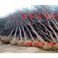 山東7公分裸根定桿國槐樹價格