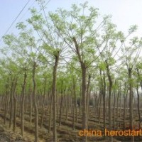 山西刺槐苗、綠化刺槐樹