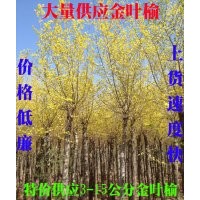 大量供應(yīng)低價3-15金葉榆，5公分30元