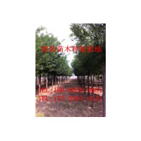 哪里有國(guó)槐樹，國(guó)槐樹那里多，山東國(guó)槐樹便宜嗎