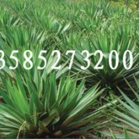 劍麻低價(jià)直銷：劍麻價(jià)格【量大價(jià)低】劍麻圖片