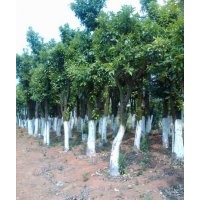 供應(yīng)湖南24公分叢生香泡樹(shù)，26cm移植香泡樹(shù)，價(jià)格實(shí)惠