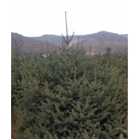 油松樟子松云杉