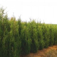 因占地個人低價出售兩米至三米滿冠儈柏