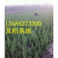 龍柏價(jià)格報(bào)價(jià)/產(chǎn)地龍柏批發(fā)價(jià)格報(bào)價(jià)