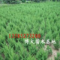 蜀檜價(jià)格報(bào)價(jià)/江蘇產(chǎn)地蜀檜批發(fā)價(jià)格報(bào)價(jià)