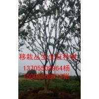 大量供應(yīng)移栽樸樹