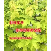 農(nóng)戶自家賣普林斯頓黃金楓，普林斯頓黃金楓小苗