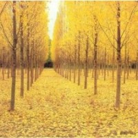 常年供應(yīng)銀杏樹，貨源足，質(zhì)量好