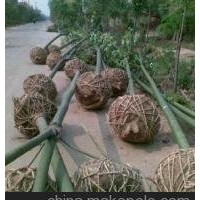 南京10公分12公分15公分青桐價格 青桐產(chǎn)地