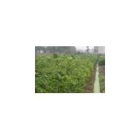 低價(jià)處理無患子價(jià)格供應(yīng)商