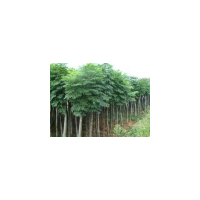 黃山欒樹形態(tài)特征