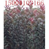 紫羅蘭海棠@紫羅蘭海棠苗