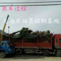 福建華盛頓棕櫚基地 老人葵價(jià)格