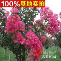 基地常年批發(fā)供應(yīng) 大花紫薇