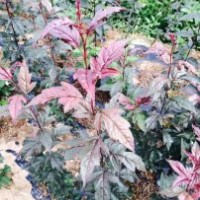 皇家雨點海棠接穗，皇家雨點海棠根接苗，臨沂北美海棠研究所