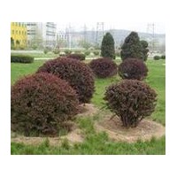紅葉小檗球 金葉女貞球 膠東衛(wèi)矛球 檜柏球