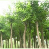 2015年國槐價(jià)格表便宜貨源