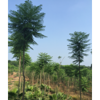 低價供應(yīng)3~6cm的藍花楹，給錢就甩！