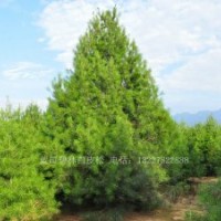 白皮松價(jià)格表