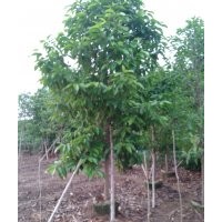 供應(yīng)大量米徑3-20公分白蘭花（黃桷蘭）