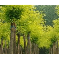 供應(yīng)黃金槐10-25公分 優(yōu)質(zhì)黃金槐大量供應(yīng)
