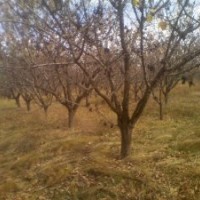 供應(yīng)山杏山桃白樺白榆