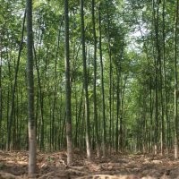 供應(yīng)國(guó)槐