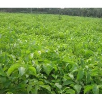 優(yōu)質(zhì)核桃苗