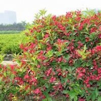 河北保山紅王子錦帶基地|紅王子錦帶價格|紅王子錦帶小苗