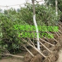 桂花，安徽桂花，桂花價格，桂花求購