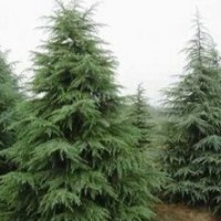 主營：雪松、廣玉蘭、蜀檜、龍柏、玉蘭、高桿女貞、紅葉石楠，大