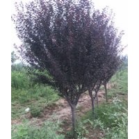 低價(jià)出售6-8公分紫葉李