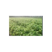 湖北、供應(yīng)米徑2公分香樟、3公分香樟最新報(bào)價(jià)、批發(fā)