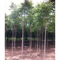 椿樹_椿樹價格_椿樹求購_保定大漢綠洲園林批發(fā)