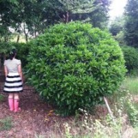 廣東省佛山供應非洲茉莉